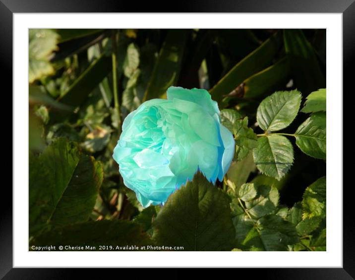A single blue rose flower Framed Mounted Print by Cherise Man