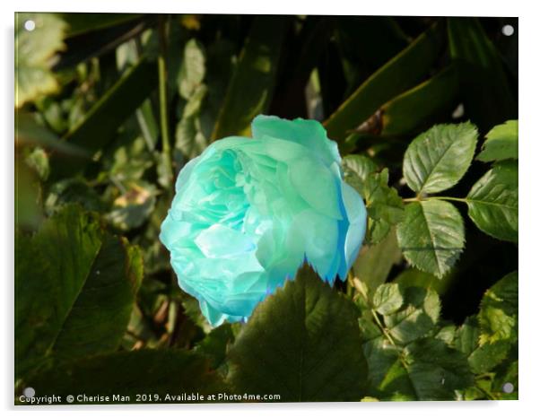 A single blue rose flower Acrylic by Cherise Man
