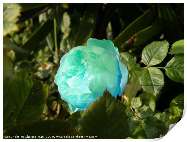 A single blue rose flower Print by Cherise Man