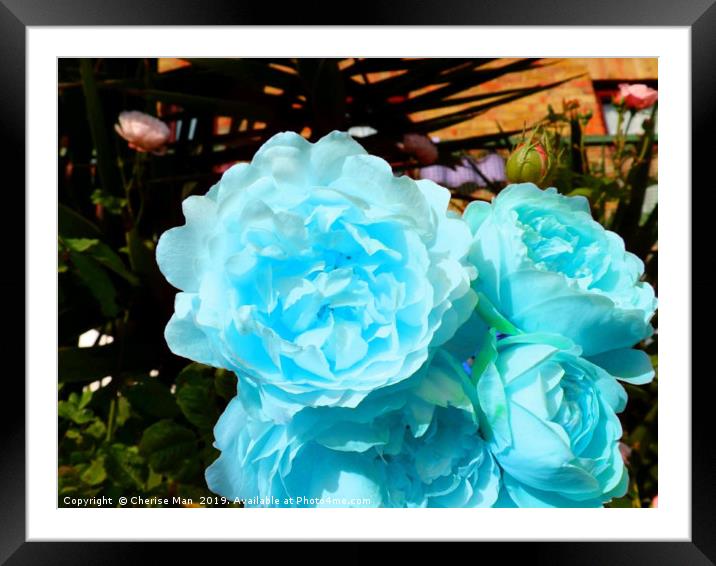A bouquet of blue rose flowers Framed Mounted Print by Cherise Man