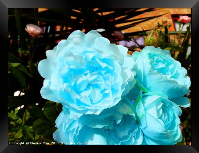 A bouquet of blue rose flowers Framed Print by Cherise Man