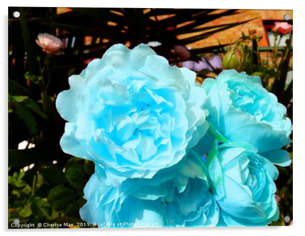 A bouquet of blue rose flowers Acrylic by Cherise Man