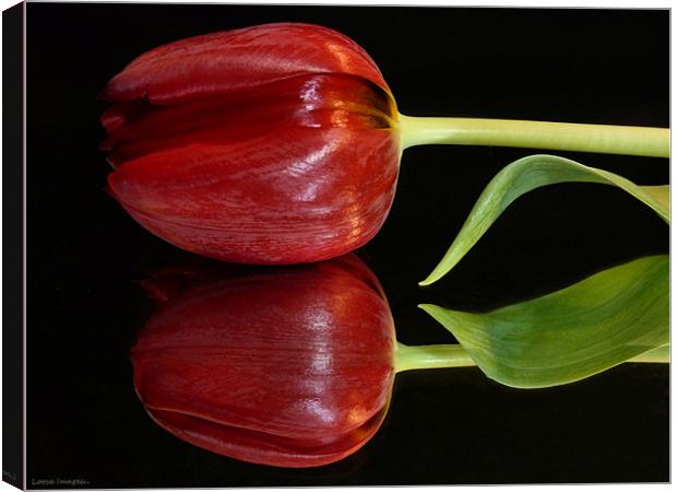 Tulip Reflected Canvas Print by Lucy Antony