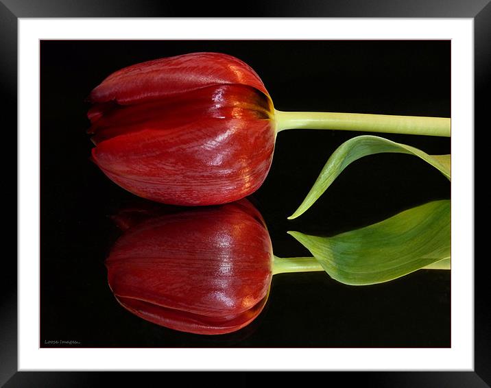 Tulip Reflected Framed Mounted Print by Lucy Antony
