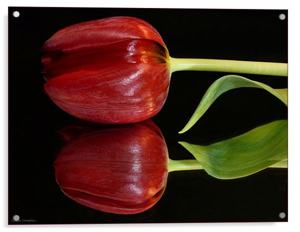 Tulip Reflected Acrylic by Lucy Antony