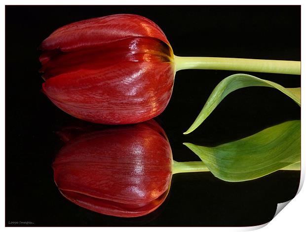 Tulip Reflected Print by Lucy Antony
