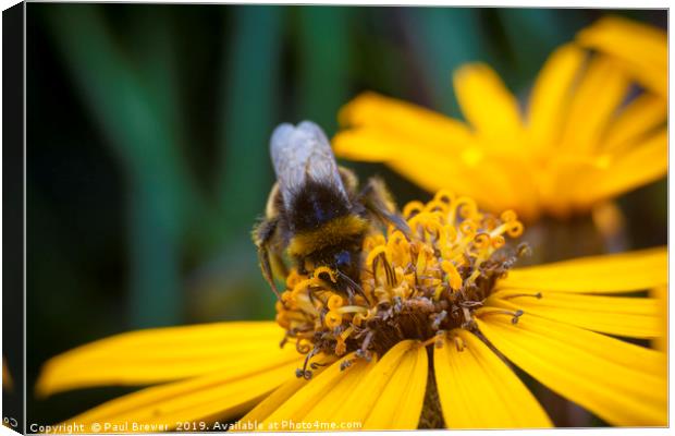 Bee on Yellow Canvas Print by Paul Brewer