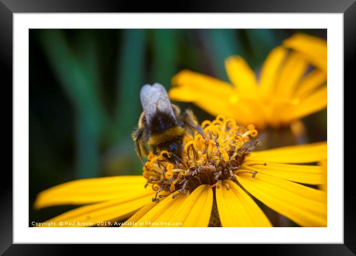 Bee on Yellow Framed Mounted Print by Paul Brewer