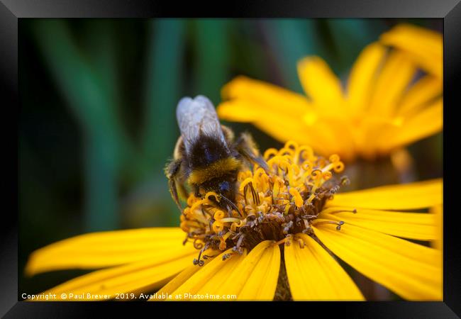 Bee on Yellow Framed Print by Paul Brewer