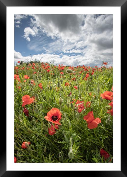 Devon Poppies Framed Mounted Print by Images of Devon