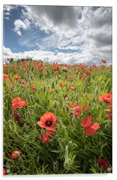 Devon Poppies Acrylic by Images of Devon