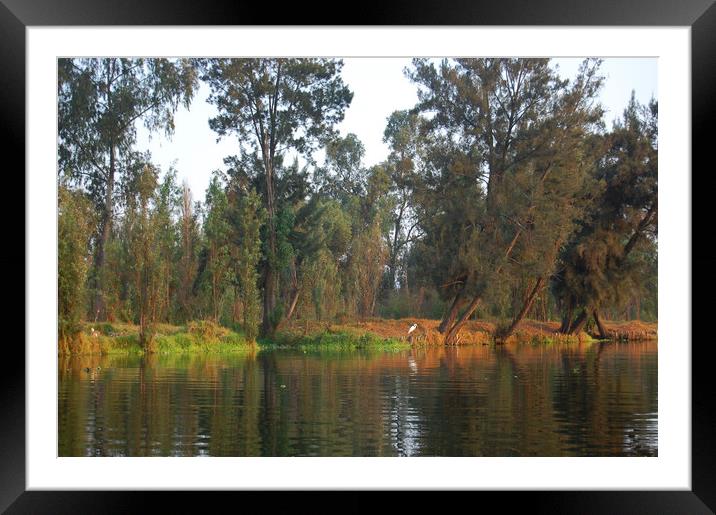 Mexican water district of Xochimilco.   Framed Mounted Print by Larisa Siverina