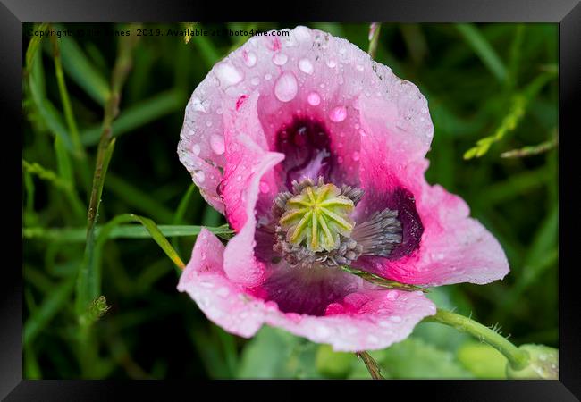 Raindrops on pink Poppy flower Framed Print by Jim Jones