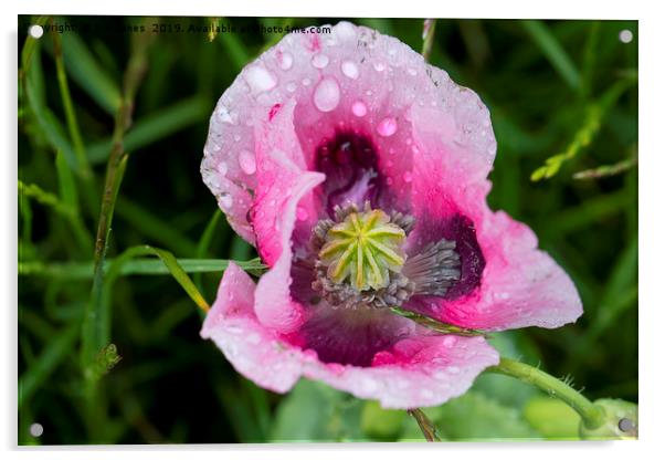 Raindrops on pink Poppy flower Acrylic by Jim Jones