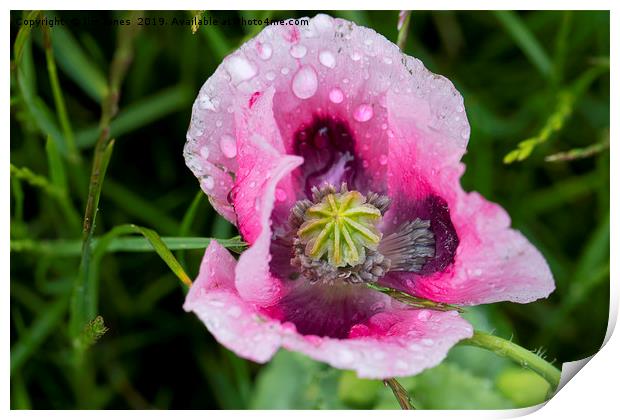 Raindrops on pink Poppy flower Print by Jim Jones