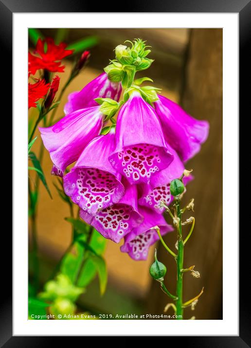 Foxgloves Framed Mounted Print by Adrian Evans