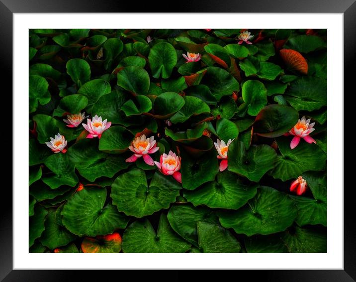 Water Lilies                                       Framed Mounted Print by Victor Burnside