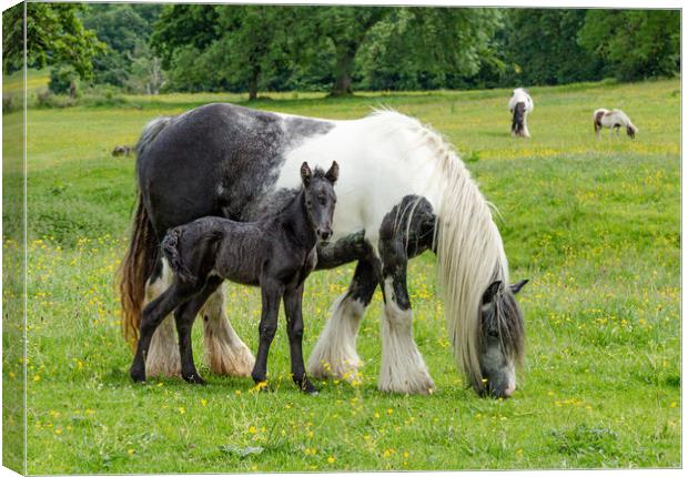 Mother with Foal Canvas Print by Ros Crosland
