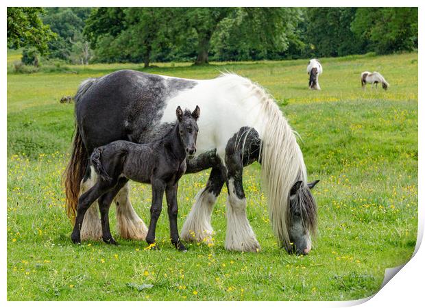 Mother with Foal Print by Ros Crosland