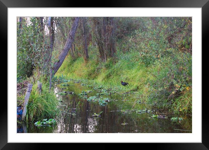 Mexican water district of Xochimilco.   Framed Mounted Print by Larisa Siverina