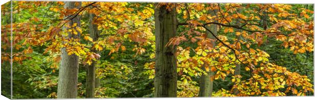 Fall Colors In The Forest  Canvas Print by Mike C.S.