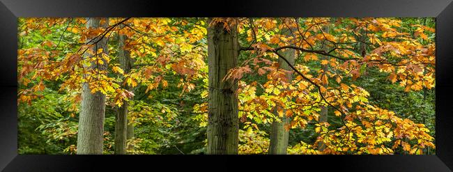 Fall Colors In The Forest  Framed Print by Mike C.S.