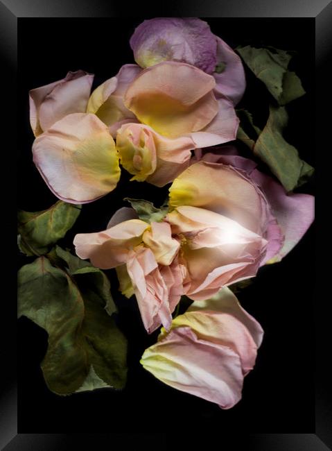 Dry roses flower petals   Framed Print by Larisa Siverina