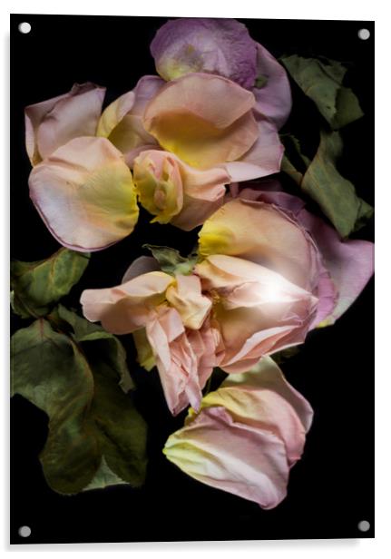 Dry roses flower petals   Acrylic by Larisa Siverina