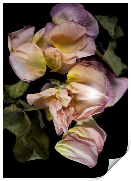 Dry roses flower petals   Print by Larisa Siverina