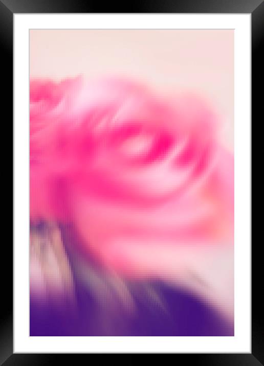 Abstract pink rose  Framed Mounted Print by Larisa Siverina