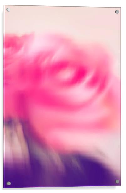 Abstract pink rose  Acrylic by Larisa Siverina