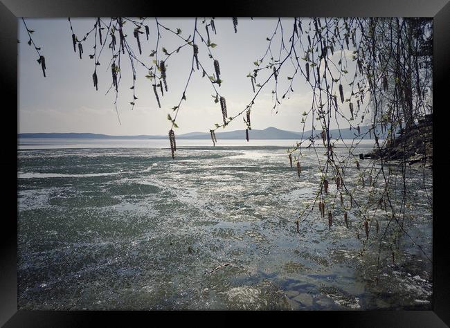 Spring landscape with ice drift on the lake.   Framed Print by Larisa Siverina