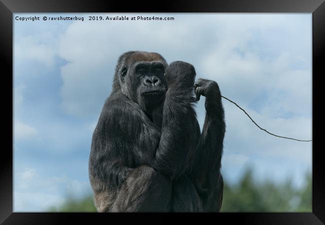 Asante The Gorilla Framed Print by rawshutterbug 