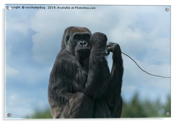 Asante The Gorilla Acrylic by rawshutterbug 