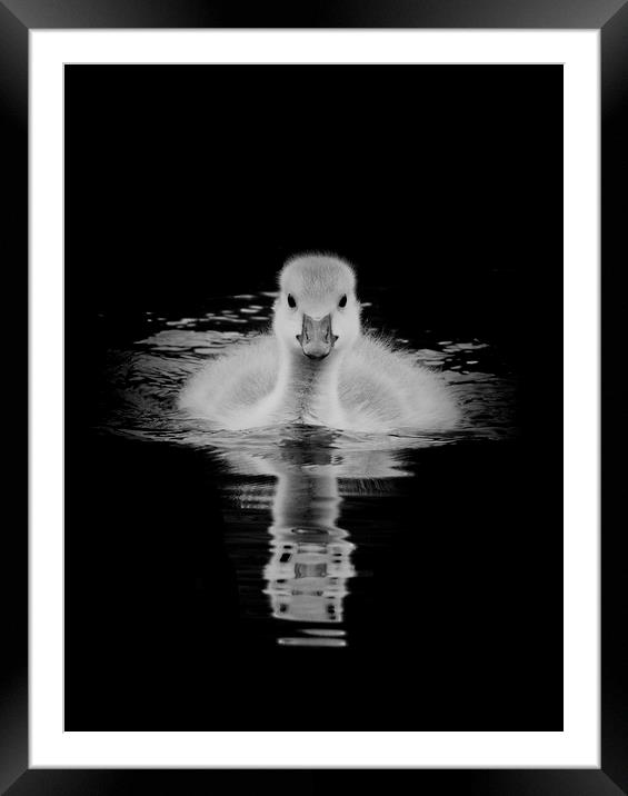 Gosling in monochrome Framed Mounted Print by Jonathan Thirkell