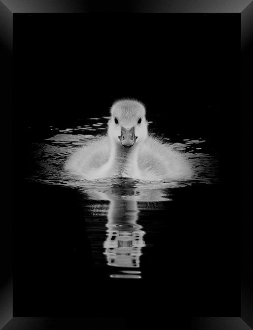 Gosling in monochrome Framed Print by Jonathan Thirkell