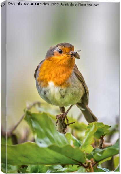 Robin with food Canvas Print by Alan Tunnicliffe