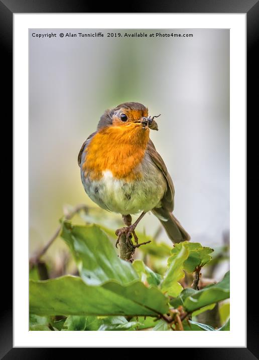 Robin with food Framed Mounted Print by Alan Tunnicliffe