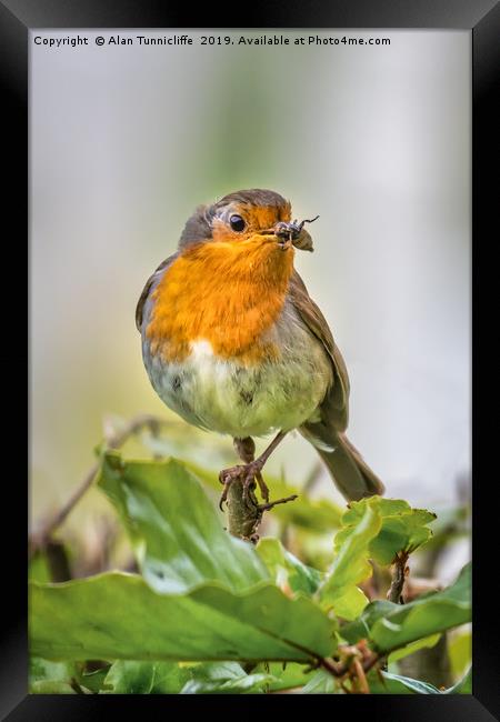 Robin with food Framed Print by Alan Tunnicliffe