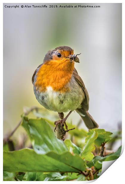 Robin with food Print by Alan Tunnicliffe