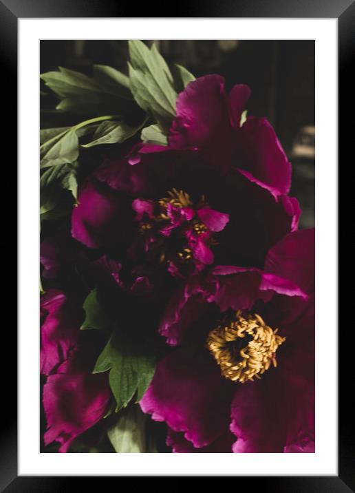 Petals Big beautiful pink peony. Framed Mounted Print by Larisa Siverina