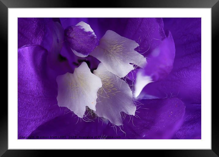 Beautiful Delphinium flower in high detail Framed Mounted Print by Simon Bratt LRPS