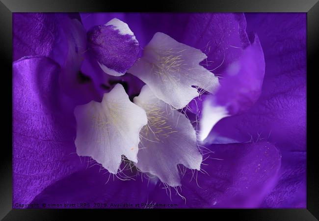 Beautiful Delphinium flower in high detail Framed Print by Simon Bratt LRPS