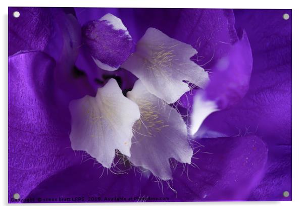 Beautiful Delphinium flower in high detail Acrylic by Simon Bratt LRPS