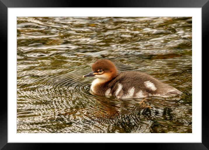 Fluffy Duck Framed Mounted Print by Mal Spain