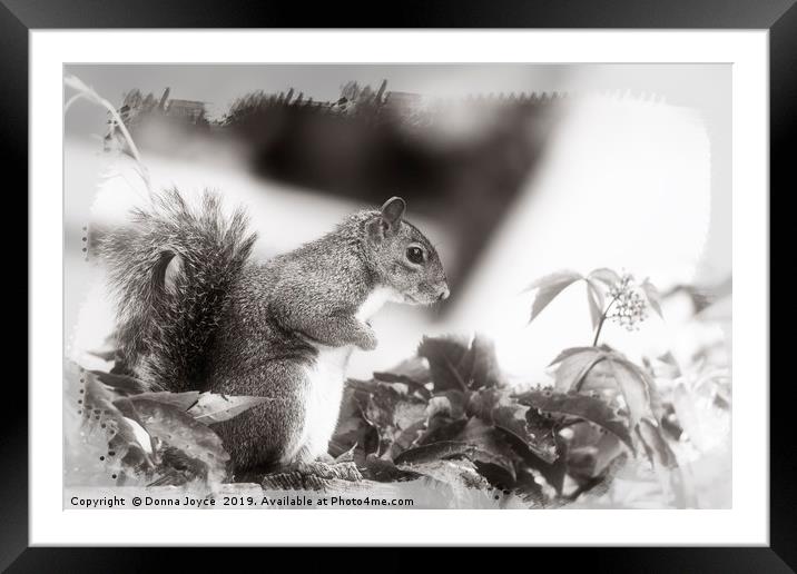 Grey Squirrel Framed Mounted Print by Donna Joyce