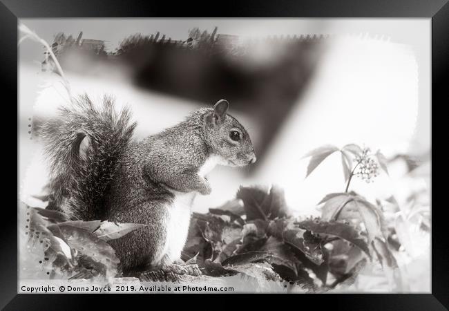 Grey Squirrel Framed Print by Donna Joyce