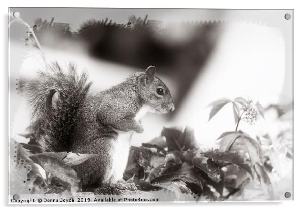 Grey Squirrel Acrylic by Donna Joyce