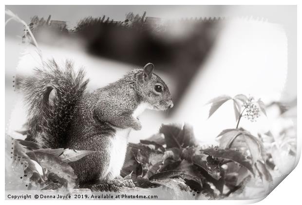 Grey Squirrel Print by Donna Joyce