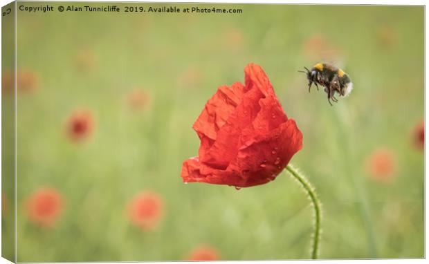 Bee and poppy flower Canvas Print by Alan Tunnicliffe